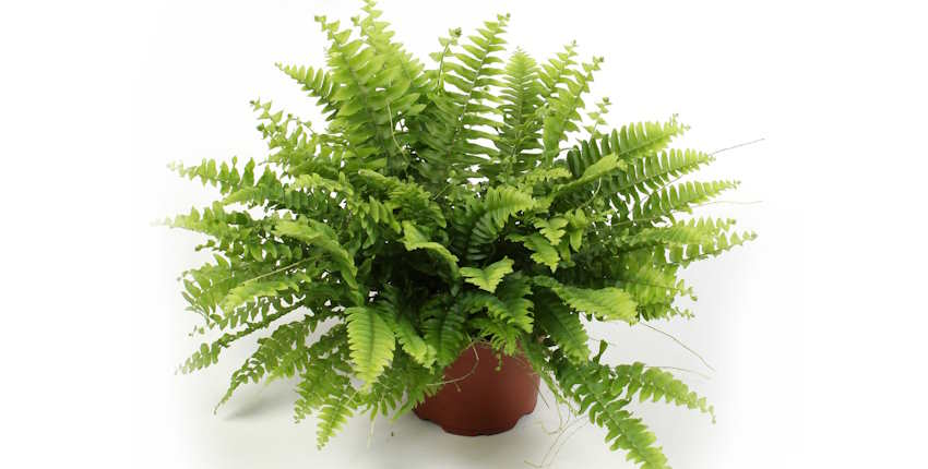 Evde hangi çiçek bakılmalı? Aşk Merdiveni (Boston Fern)