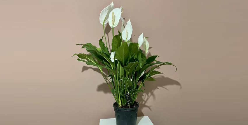 Popüler ev çiçekleri - Barış Çiçeği (Peace Lily)