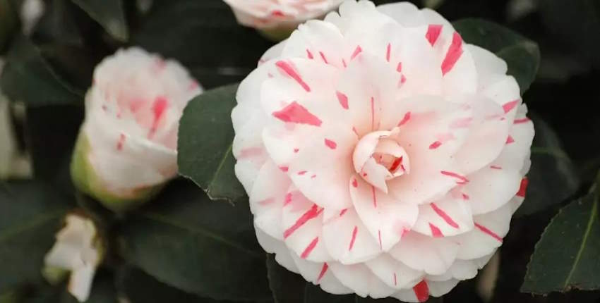 Lavinia Çiçeği Türkiye’de Nerede Yetişir?