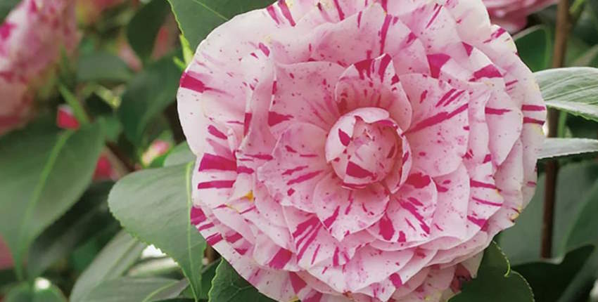 Evde lavinya bahçesi nasıl yapılır?