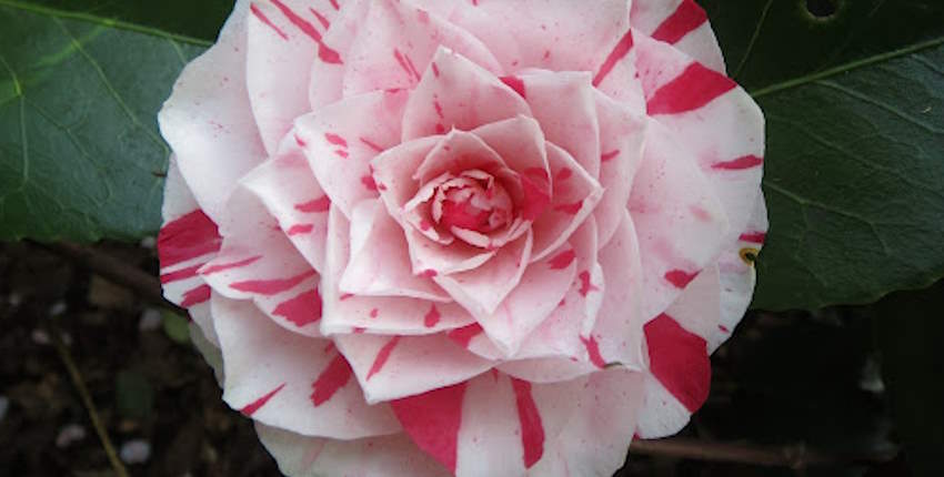 Bahçede Lavinya Çiçeği Bakımı ve Sulanması