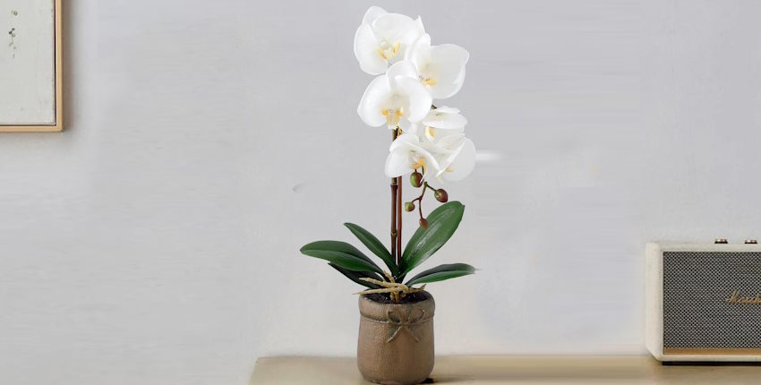 Orkide çiçek bakımı nasıl olur? Evde orkide bakımı püf noktaları
