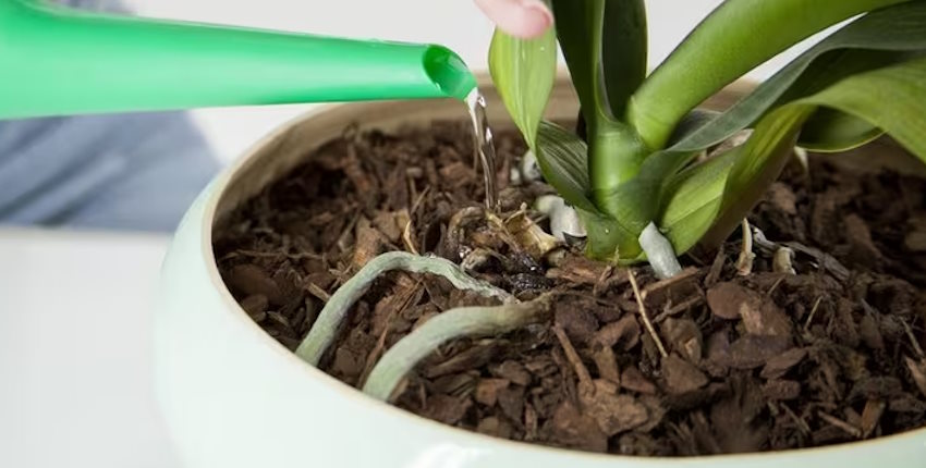 Orkide nasıl sulanır, ne kadar su ister?