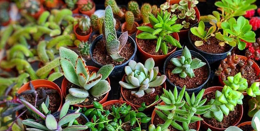 Evde hangi çiçek bakılmalı? Sukulentler