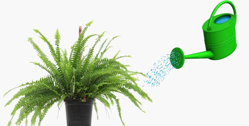 Evde Aşk Merdiveni Sulama Teknikleri