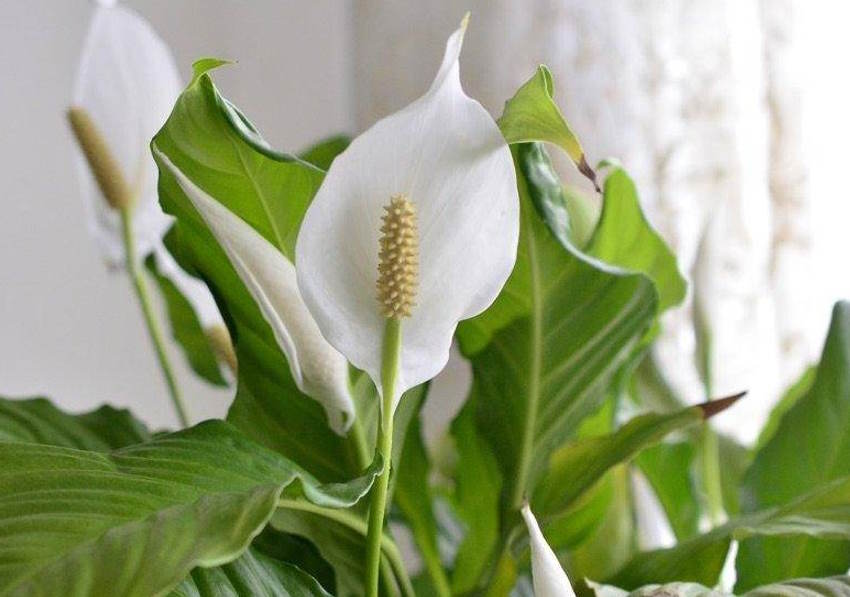 Barış Çiçeği Nasıl Bakılır ve Nasıl Çoğaltılır?