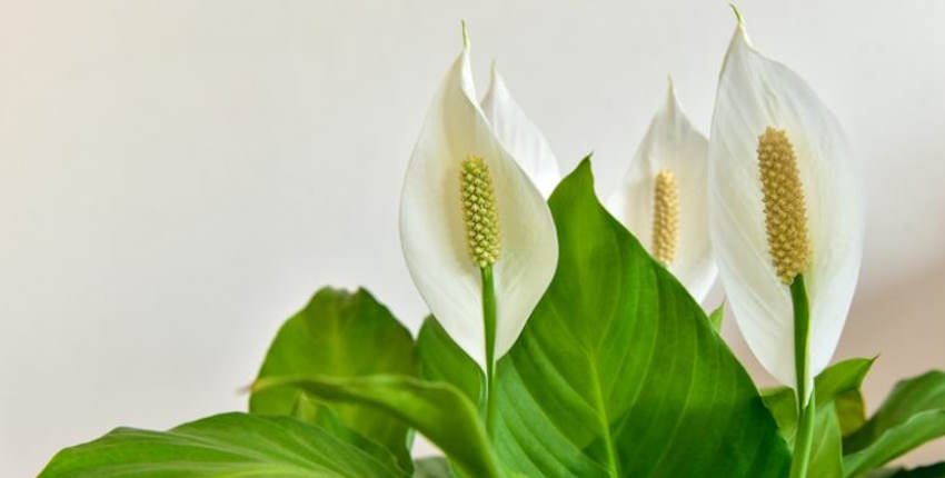 Evde barış çiçeği bakımı