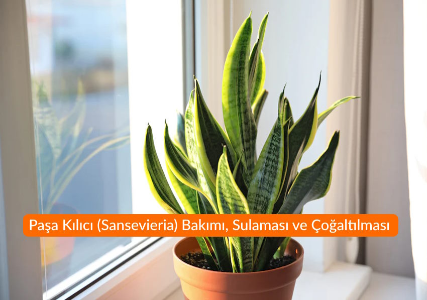 Paşa Kılıcı Bakımı, Sulaması ve Çoğaltılması: Evde Paşa Kılıcı (Sansevieria) Nasıl Bakılır?