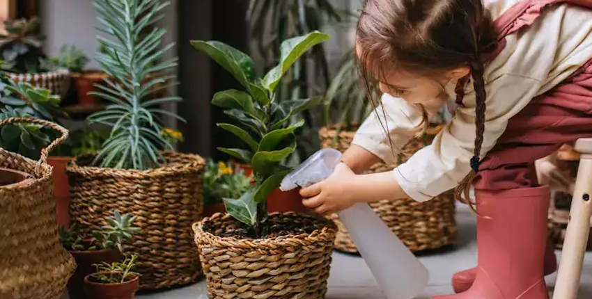 What are baby-friendly plants?