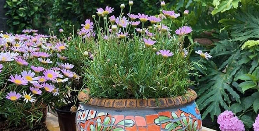 Evde kolay yetişen çiçekler