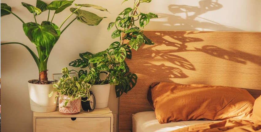 Evde Çiçek Bulunan Odada Yatılır mı?