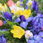 İlkbaharda Çiçek Açan 8 İç Mekan Bitkisi ile Evinizi Bahara Hazırlayın