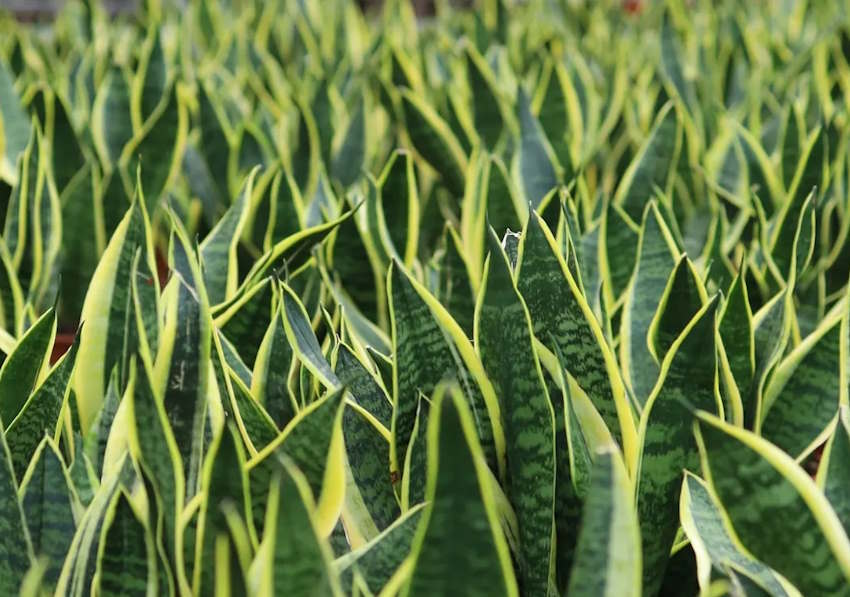 Eve Pozitif Enerji Veren Çiçekler