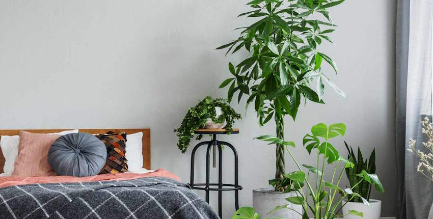 Yatak odasında çiçek yetiştirilir mi? Bitkilerin uykuya etkisi