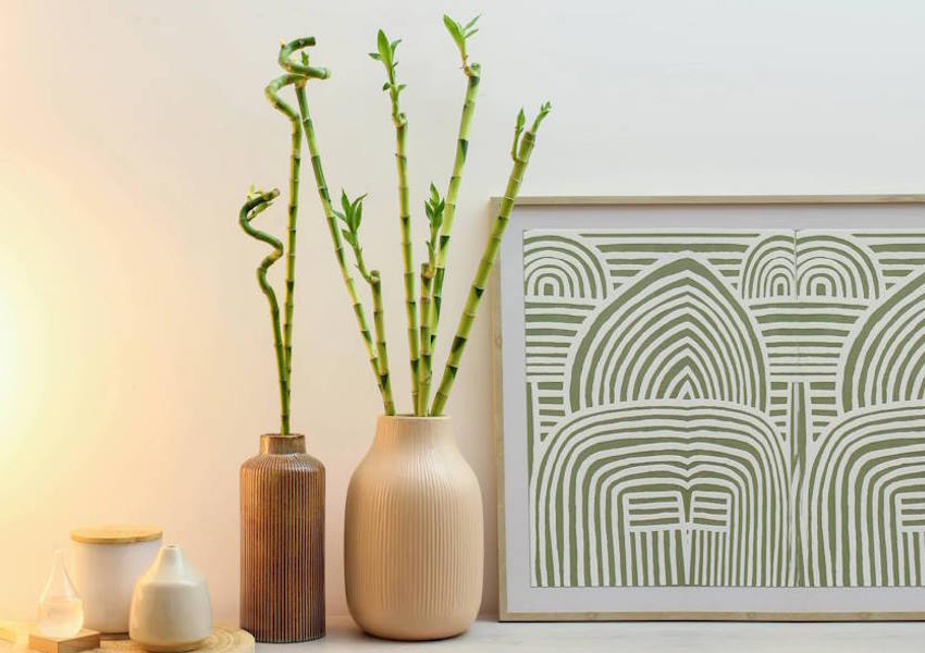 Hangi Çiçek Evin Enerjisini Yükseltir? Eve Güzel Enerji Veren Çiçekler