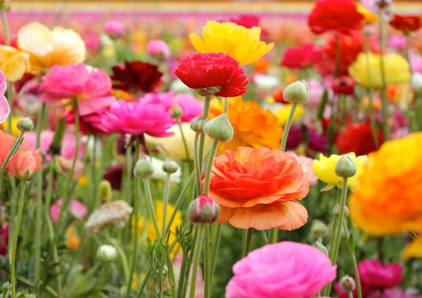 Bahçenizi Canlandıracak Renkli Çiçekler ile Tanışın