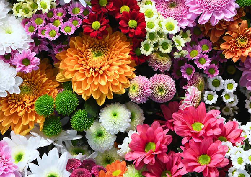 Çiçeklerin Anlamları: Hangi Çiçek Neyi İfade Eder?