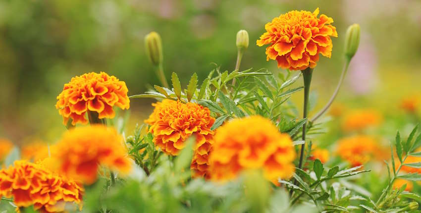 En ucuz çiçek türü nedir?