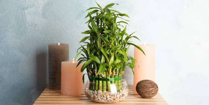 Eve Pozitif Enerji Veren Çiçekler - Şans Bambusu