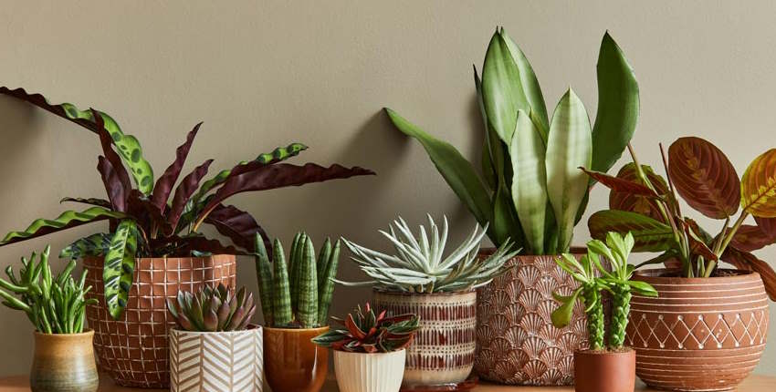 Karanlıkta hangi çiçekler büyür? Güneş görmesi gerekmeyen çiçekler hangileridir?