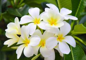 Kokulu Çiçekler: En Güzel Kokan Çiçekler Hangileridir?