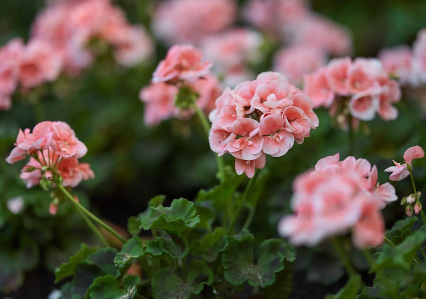 4 mevsim açan çiçekler nelerdir? Yaz kış açan çiçekler