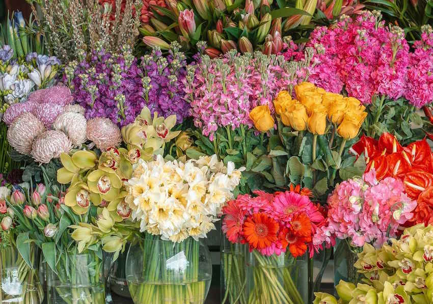 En Yaygın Çiçek Türleri Nelerdir? Popüler Çiçek İsimleri ile Bahçenizi Renklendirin