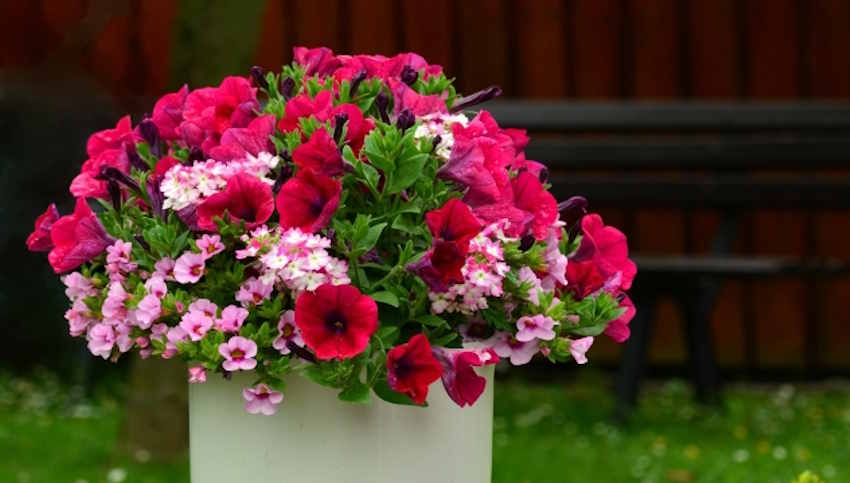 Yaz ve kış solmayan çiçek hangisi? Petunyalar
