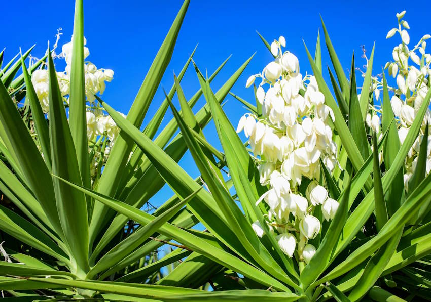 Yuka Çiçeği Neyi Temsil Eder? Anlamı ve Hikayesi