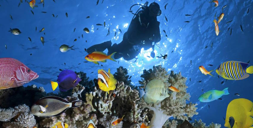 Mısır Sharm el-şeyh Dalış Turları