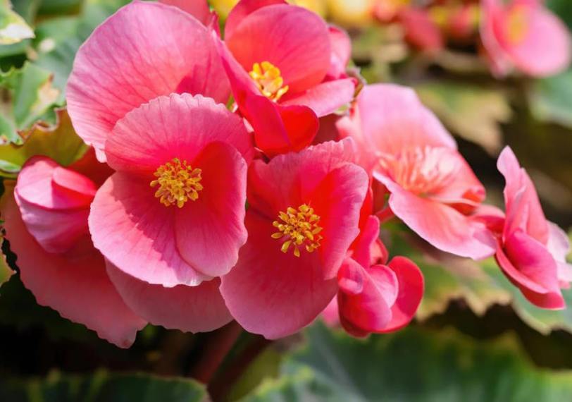 Begonya Çiçeği Bakımı: Evde Begonya Nasıl Yetiştirilir?