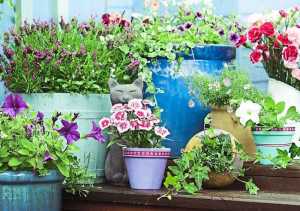 Çiçekleri Coşturmak İçin Ne Yapmak Lazım? Doğru Bakım İpuçları